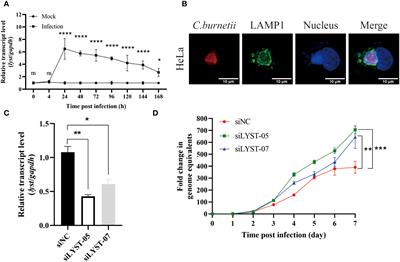 Lysosomal trafficking regulator restricts intracellular growth of Coxiella burnetii by inhibiting the expansion of Coxiella-containing vacuole and upregulating nos2 expression